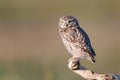 The Little Owl Athene noctua, a young owl sits on a stick in a beautiful light