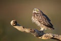 The Little Owl Athene noctua, a young owl sits on a stick in a beautiful light, and looks at the sky