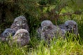 Little Owl Babies, 5 weeks old, on grass Royalty Free Stock Photo