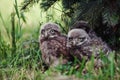 Little Owl Babies, 5 weeks old, on grass Royalty Free Stock Photo