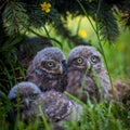 Little Owl Babies, 5 weeks old, on grass Royalty Free Stock Photo