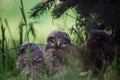 Little Owl Babies, 5 weeks old, on grass Royalty Free Stock Photo