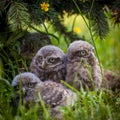 Little Owl Babies, 5 weeks old, on grass Royalty Free Stock Photo