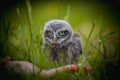 Little Owl Baby, 5 weeks old, on grass Royalty Free Stock Photo