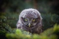 Little Owl Baby, 5 weeks old, on grass Royalty Free Stock Photo