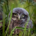 Little Owl Baby, 5 weeks old, on grass Royalty Free Stock Photo