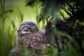 Little Owl Baby, 5 weeks old, on grass Royalty Free Stock Photo