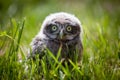 Little Owl Baby, 5 weeks old, on grass Royalty Free Stock Photo