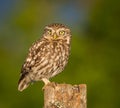 Little owl Royalty Free Stock Photo