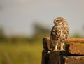 Little Owl on brick wall Royalty Free Stock Photo