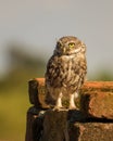 Little Owl on a brick wall Royalty Free Stock Photo