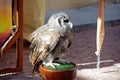 Owl captive in Spain. Owl on a chain at daylight in an ambulant Zoo. A prisoner little owl is a toy for people. Owl close-up