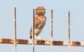 Little owl chick sits on a metal fence Royalty Free Stock Photo