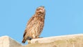 Little owl chick yawns while sitting on an unfinished house