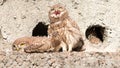 Little owl chicks resting near their nest Royalty Free Stock Photo