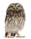 Little Owl, 50 days old, Athene noctua