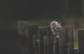 Little Owl on Fence Post Royalty Free Stock Photo