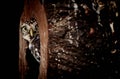 Little owl hiding inside hollow tree trunk and peeking out Royalty Free Stock Photo