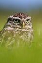 Little owl hiding in long grass Royalty Free Stock Photo