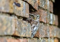 Little Owl hiding in an old wall Royalty Free Stock Photo