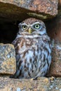 Little Owl in a hole in a wall Royalty Free Stock Photo