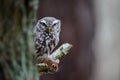 Little owl with hunted mouse next to tree trunk Royalty Free Stock Photo