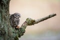 Little owl with hunted mouse Royalty Free Stock Photo