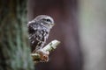 Little owl with hunted mouse Royalty Free Stock Photo