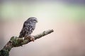 Little owl with hunted mouse Royalty Free Stock Photo