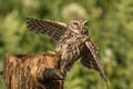Little owl landing Royalty Free Stock Photo