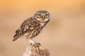 Little owl with larva in beak sitting on stump in autumn