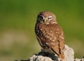 Little Owl, Royalty Free Stock Photo