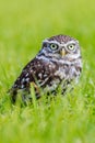 Little Owl in long grass Royalty Free Stock Photo