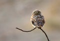 Little owl looking backwards Royalty Free Stock Photo