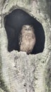 Little owl looks from tree cave, Taman Safari Indonesia Royalty Free Stock Photo