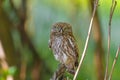 The little owl in natural habitat Athene noctua Royalty Free Stock Photo