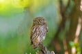 The little owl in natural habitat Athene noctua Royalty Free Stock Photo