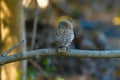 The little owl in natural habitat Athene noctua Royalty Free Stock Photo