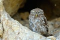 Little owl in natural habitat (Athene noctua) Royalty Free Stock Photo