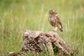 Little owl in natural habitat Athene noctua Royalty Free Stock Photo