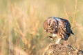 Little owl in natural habitat Athene noctua Royalty Free Stock Photo