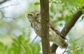 The little owl in natural habitat (Athene noctua) Royalty Free Stock Photo