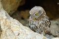 The little owl in natural habitat (Athene noctua) Royalty Free Stock Photo