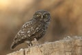 The little owl, nocturnal birds of prey, Athene noctua, perched on a branch with a mouse recently hunted Royalty Free Stock Photo