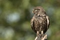 The little owl, nocturnal raptors, Athene noctua Royalty Free Stock Photo