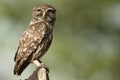 The little owl, nocturnal raptors, Athene noctua Royalty Free Stock Photo