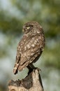 The little owl, nocturnal raptors, Athene noctua, perched on a log where the mouse hunts and small insects