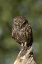 The little owl, nocturnal raptors, Athene noctua, perched on a log where the mouse hunts and small insects Royalty Free Stock Photo