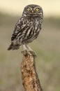 The little owl, Athene noctua, perched on a log where the mouse hunts and small insects Royalty Free Stock Photo