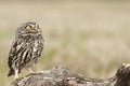 The little owl, nocturnal raptors, Athene noctua Royalty Free Stock Photo